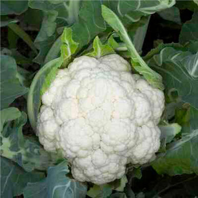 Picture of a head of white cauliflower