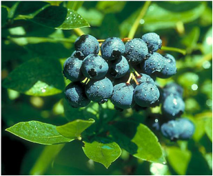 Picture of blueberry plant growing