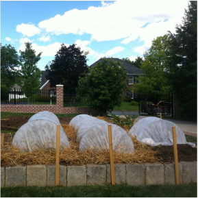 Picture of garden beds that are covered  with hoops covered in row cover