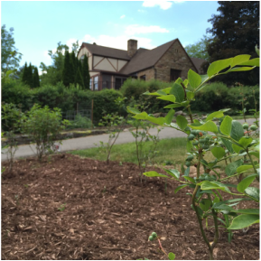 Picture of blueberry plants growing in a residential garden bed
