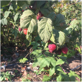 Picture of ripe raspberries