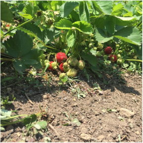 Picture of ripe strawberries on the plant in a field
