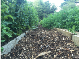 Picture of a mulched garden path