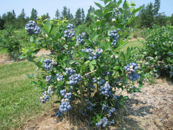 Picture of a blueberry plant full of fruit
