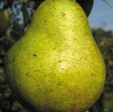 Picture of pear on the tree