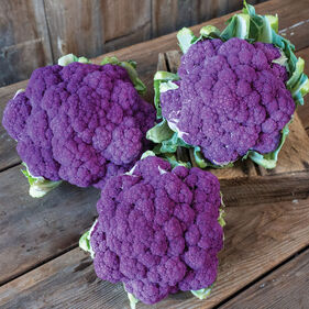 Photo of 3 heads of purple cauliflower. This is a link to the Brassica section of Wilson Home Farm's Digital Seed CatalogPicture