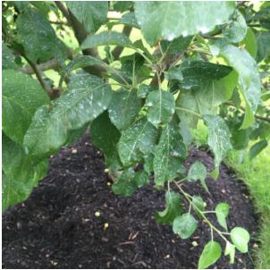 Picture of a fruit tree that was recently sprayed with an organic fertilizer