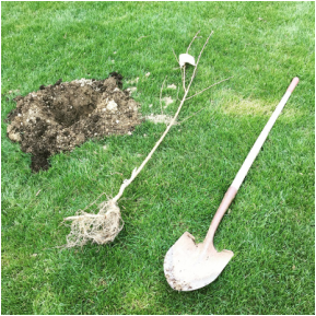 Picture of a hole, a bare root fruit tree and a shovel