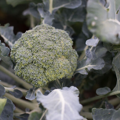 Picture of broccoli