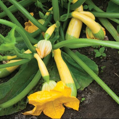 Picture of yellow squash growing on a plant