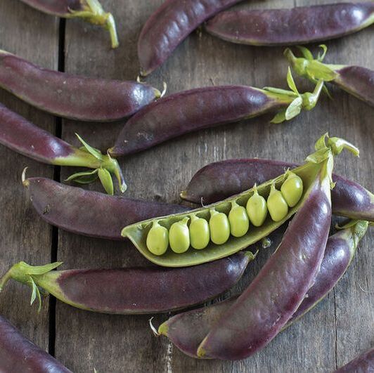Picture of purple snap peas