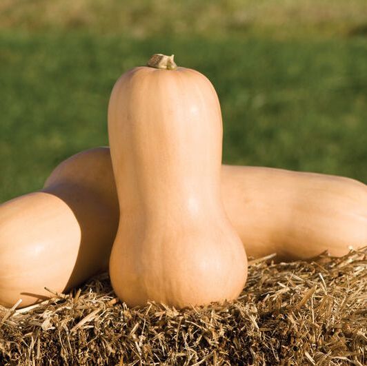Picture of butternut squashes