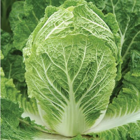 Picture of a chinese cabbage