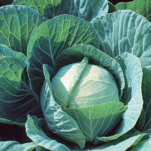 Picture of a head of green cabbage