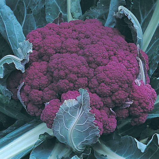 Picture of a head of purple cauliflower