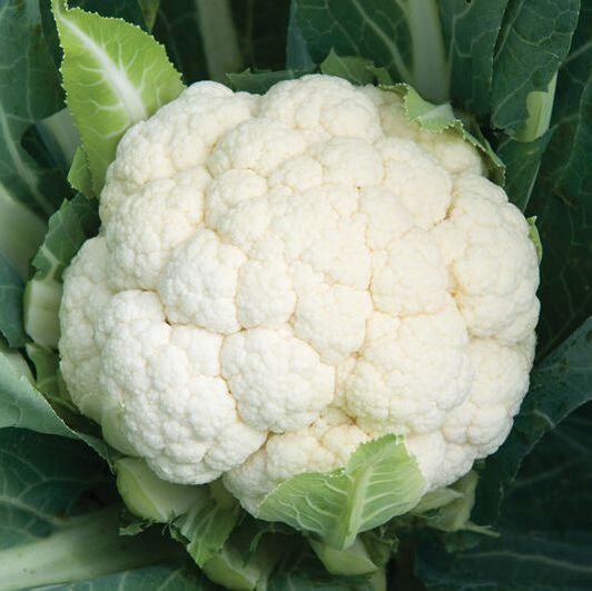 Picture of a head of white cauliflower