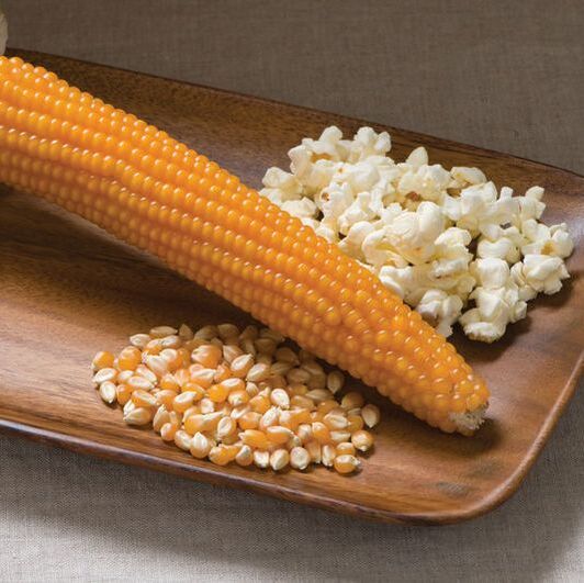 Picture of an ear of dry corn, a cluster of popcorn kernels, and a cluster of popped pop corn