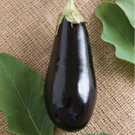 Photo of an eggplant. This is a link to the 