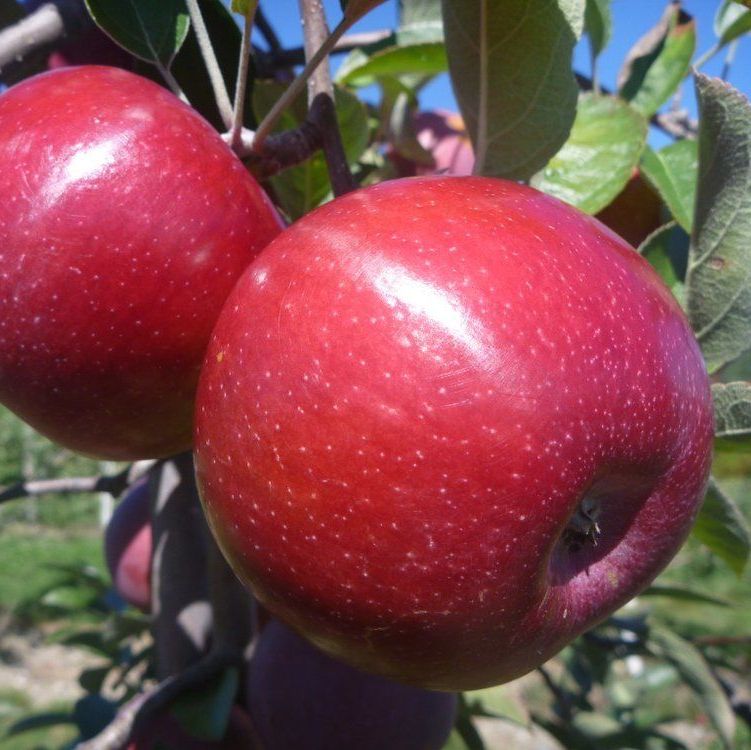 Picture of empire apple