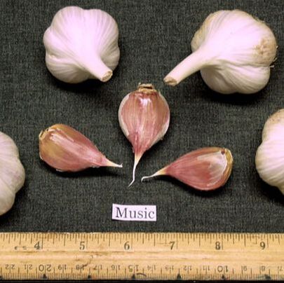 Picture of garlic bulbs