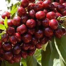 Picture of lapins cherries growing on tree