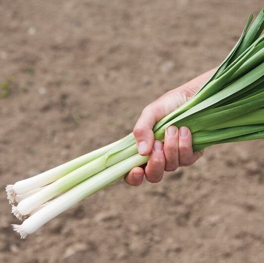 Picture of a bunch of leeks