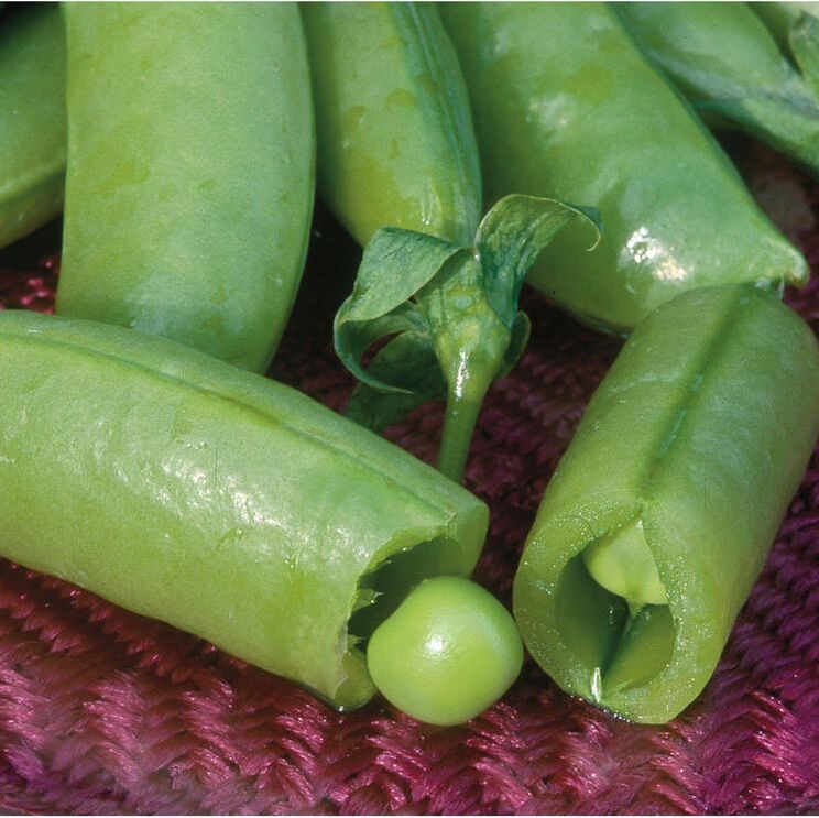 Picture of snap peas