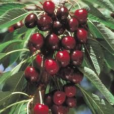 Picture of stella cherries growing on tree