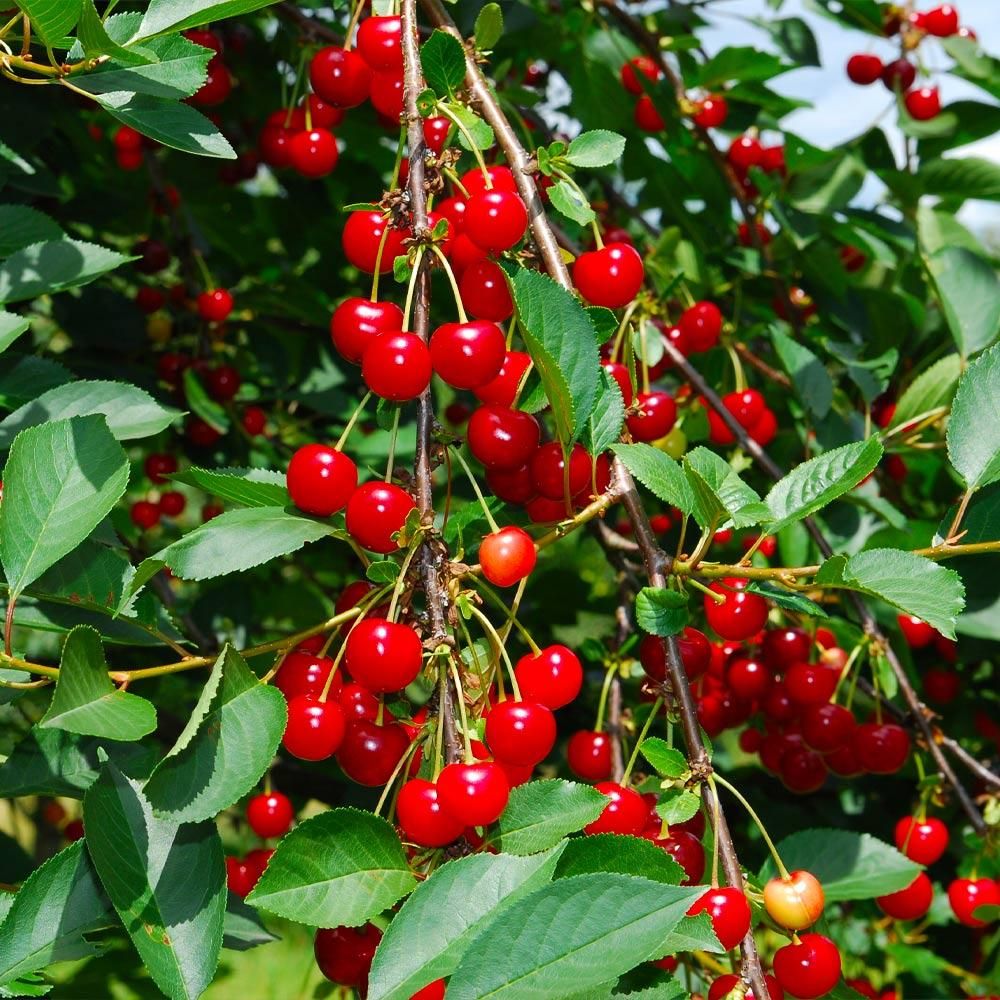 Picture of sweetheart cherries growing on tree