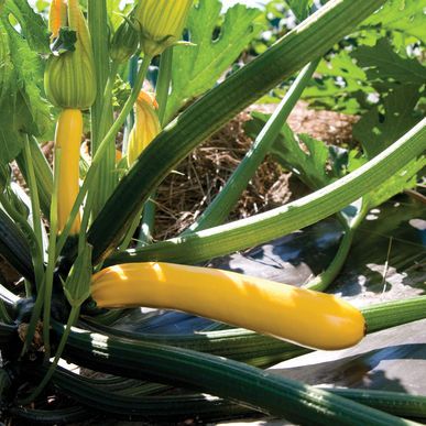 Picture of yellow zucchini growing on a plant