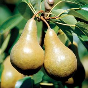 Picture bosc pear