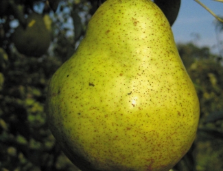 Picture of bartlett pear
