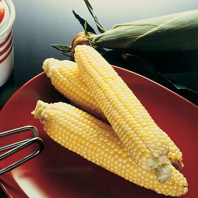 Photo of 3 ears of shucked sweet corn. This is a link to the Corn section of Wilson Home Farm's Digital Seed Catalog