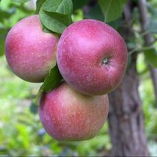 Picture of apples on the tree