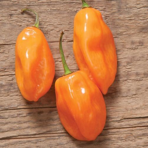Photo of a orange habanero peppers. This is a link to the Hot Pepper section of Wilson Home Farm's Digital Seed Catalog