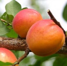 Picture of apricots on the tree