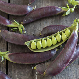 Photo of a Purple peas. This is a link to the Pea section of Wilson Home Farm's Digital Seed Catalog