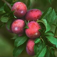 Picture of plums on the tree