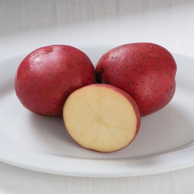 Photo of a red skinned potato. This is a link to the tuber section of Wilson Home Farm's Digital Seed Catalog