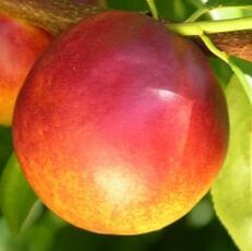 Picture of nectarine on the tree