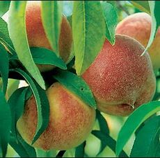 Picture of peaches on the tree