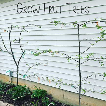 Photo of two apple trees growing along a building with the text 