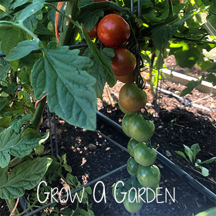Picture is a link. Photo of a Tomato plant with fruits, Text reads 