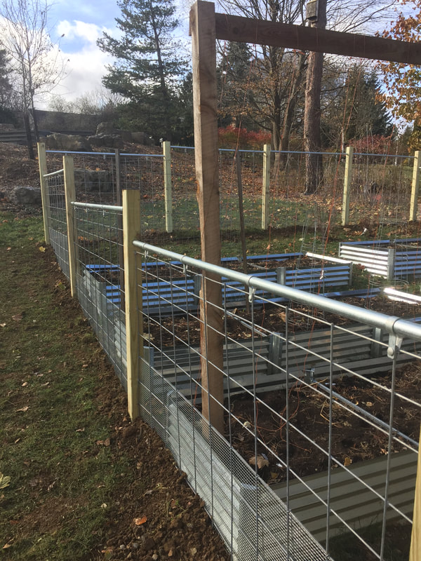 Picture of a cattle panel garden fence. 