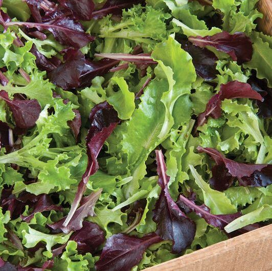 Picture of harvested salad greens in a bin