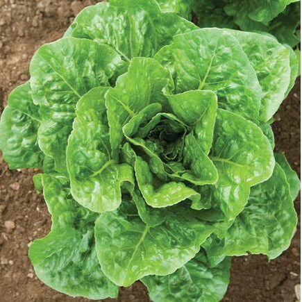 Picture of head lettuce growing