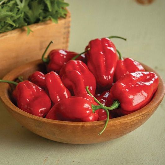 Picture of red habanero 