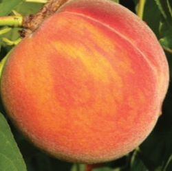 Picture of garnet beauty peach