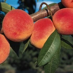 Picture of redhaven peach