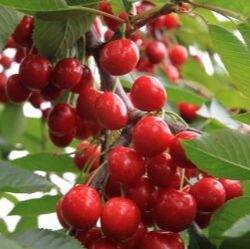 Picture of hedelfingen cherries on tree